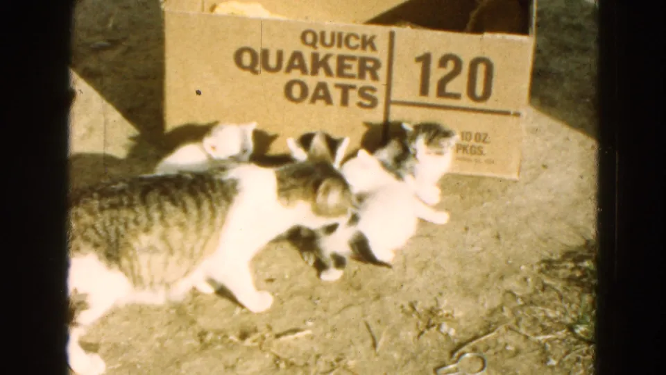 The mother cat lowers her head toward kittens beside the Quaker Oats box, suggesting grooming or checking them in the 1968 home movie.