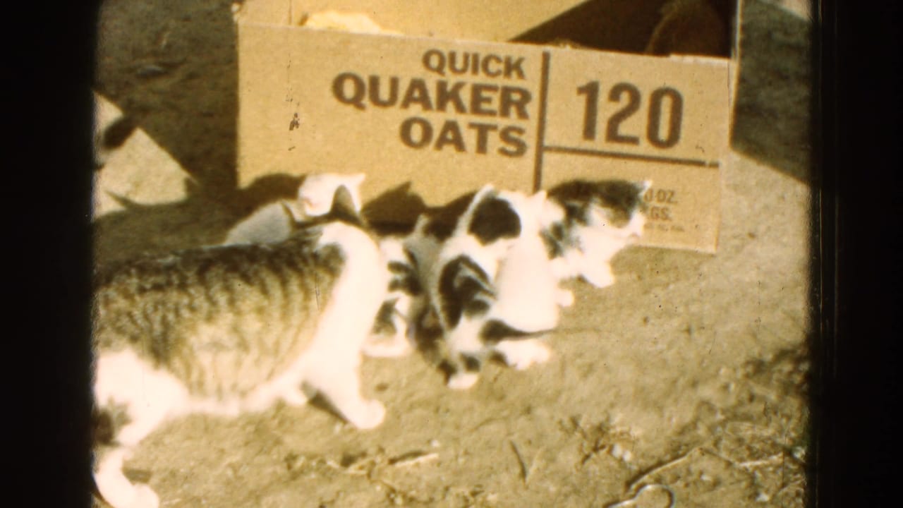 Mother cat and kittens beside a Quaker Oats box on dirt ground.