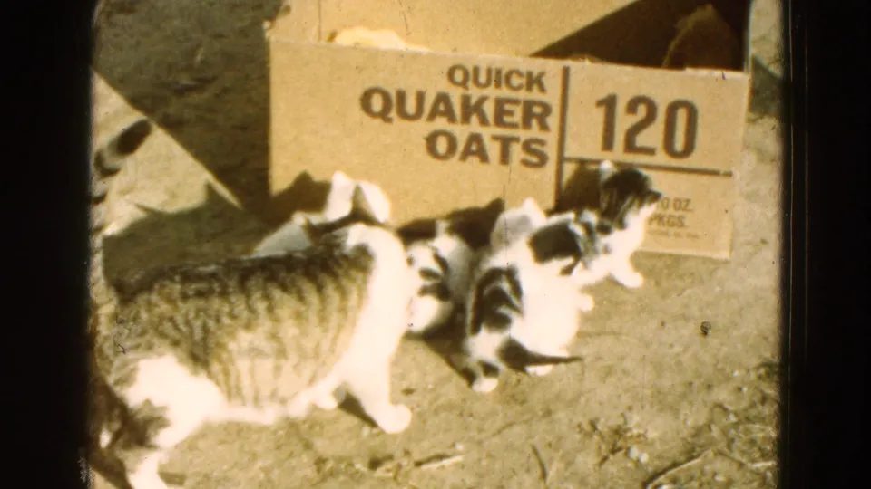 A cat and several kittens remain close to the Quaker Oats box, with the brand text and 120 marking visible in the 8mm frame.