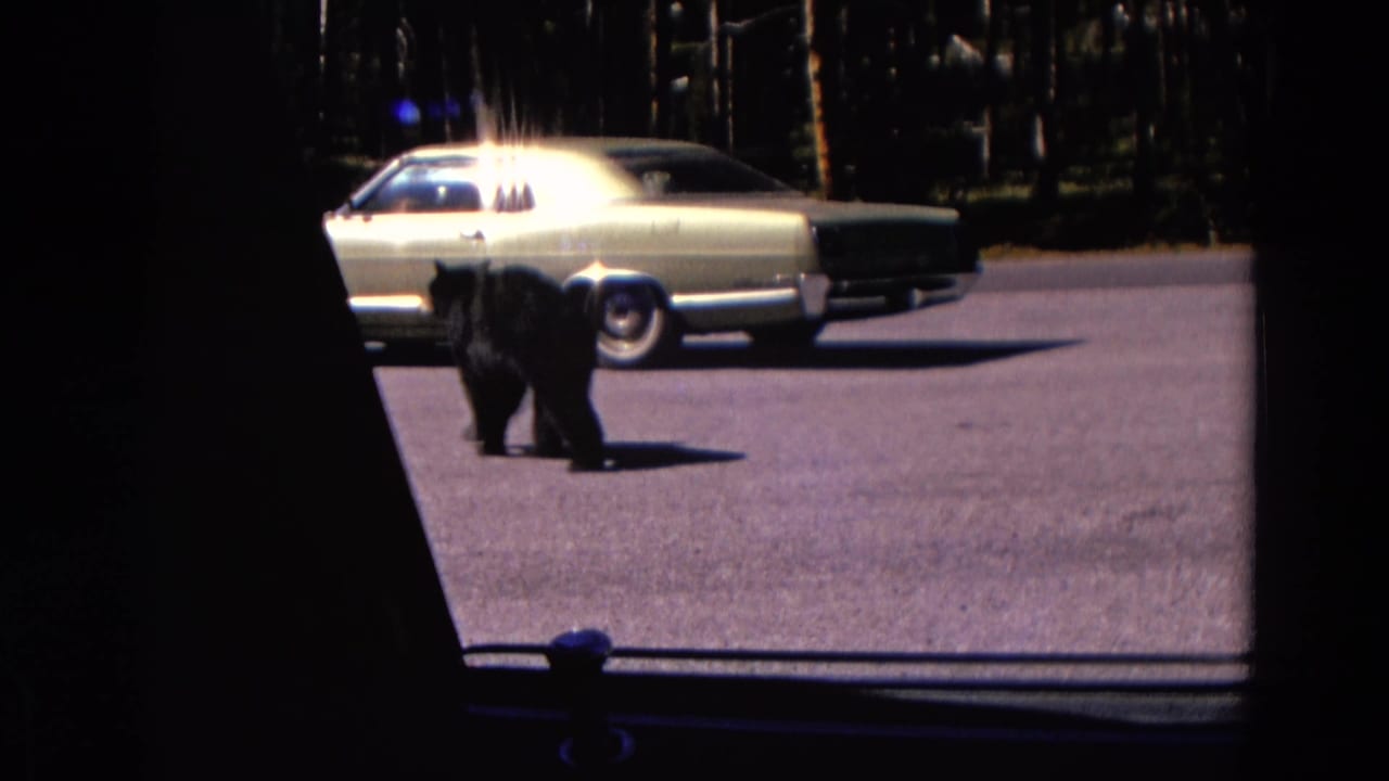 Black bear walking on a paved road near a pale classic sedan.