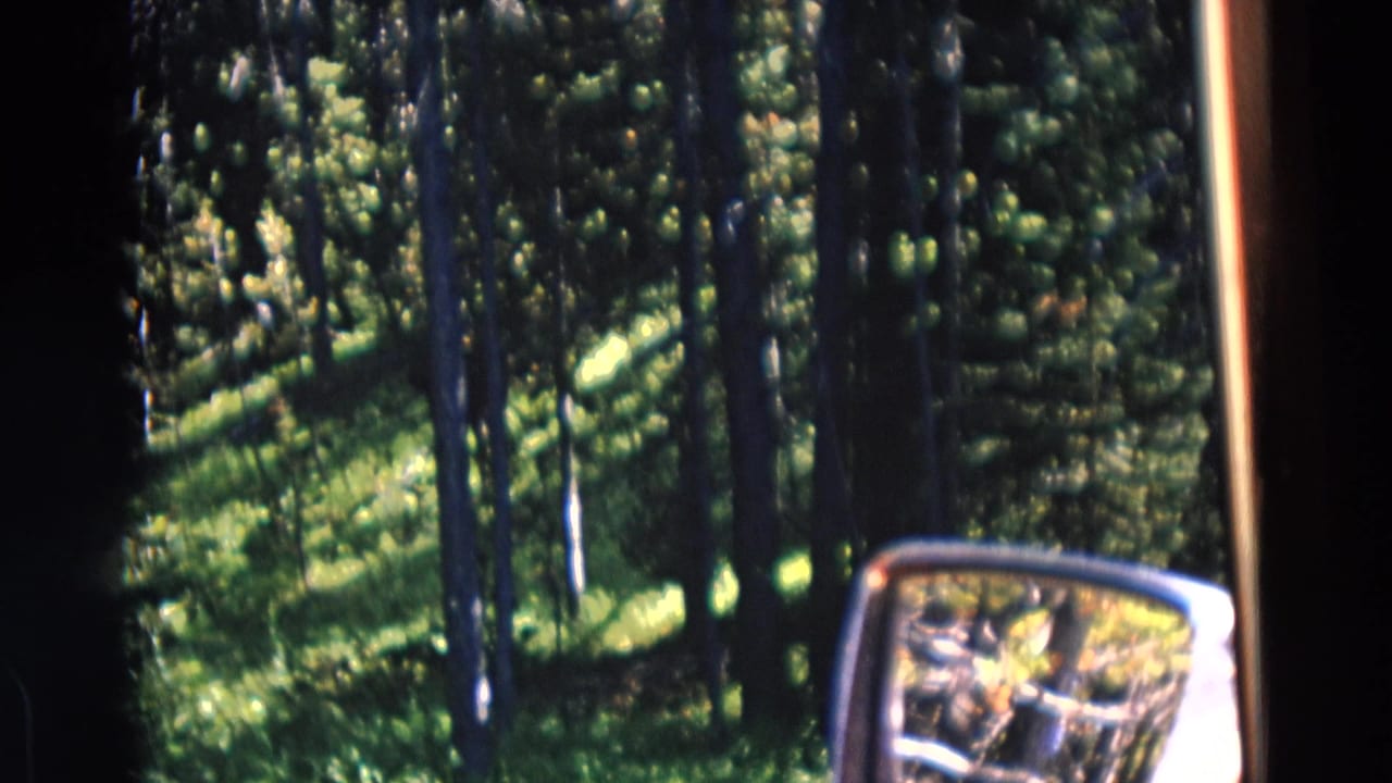 Pine forest seen from a moving vehicle with a side mirror at the lower right.