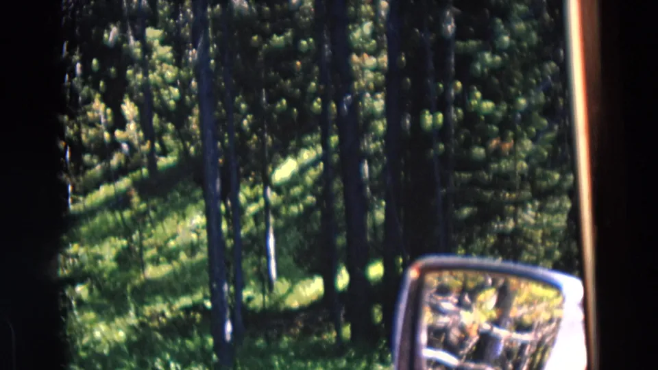 1967 Yellowstone home-movie frame showing tall pine trees, dappled sunlight, and a car side mirror from inside a moving vehicle.