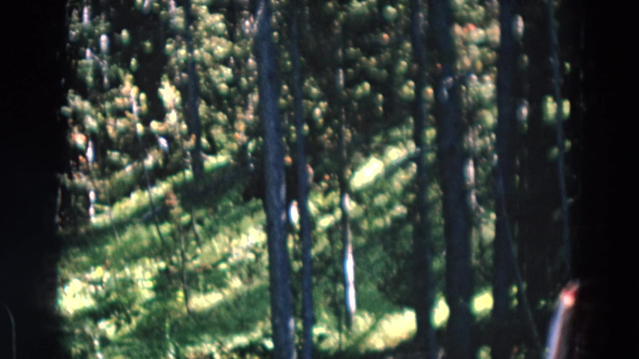 Sunlit pine forest with a dark vertical edge from the vehicle interior.