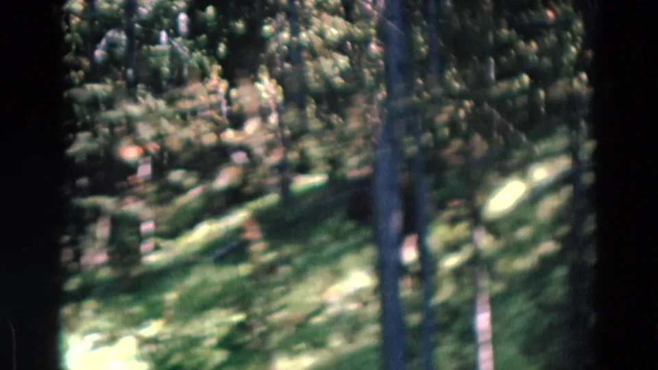 1967 Yellowstone home-movie frame with blurred pine trunks and green forest floor as the camera moves past the trees.