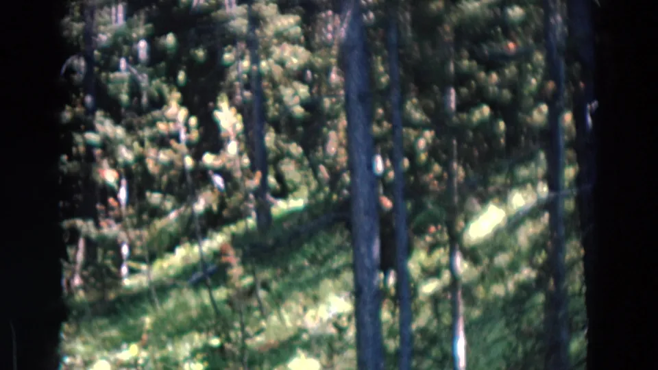 1967 Yellowstone frame showing sunlit pine woods with an indistinct dark shape partly obscured among the trees.