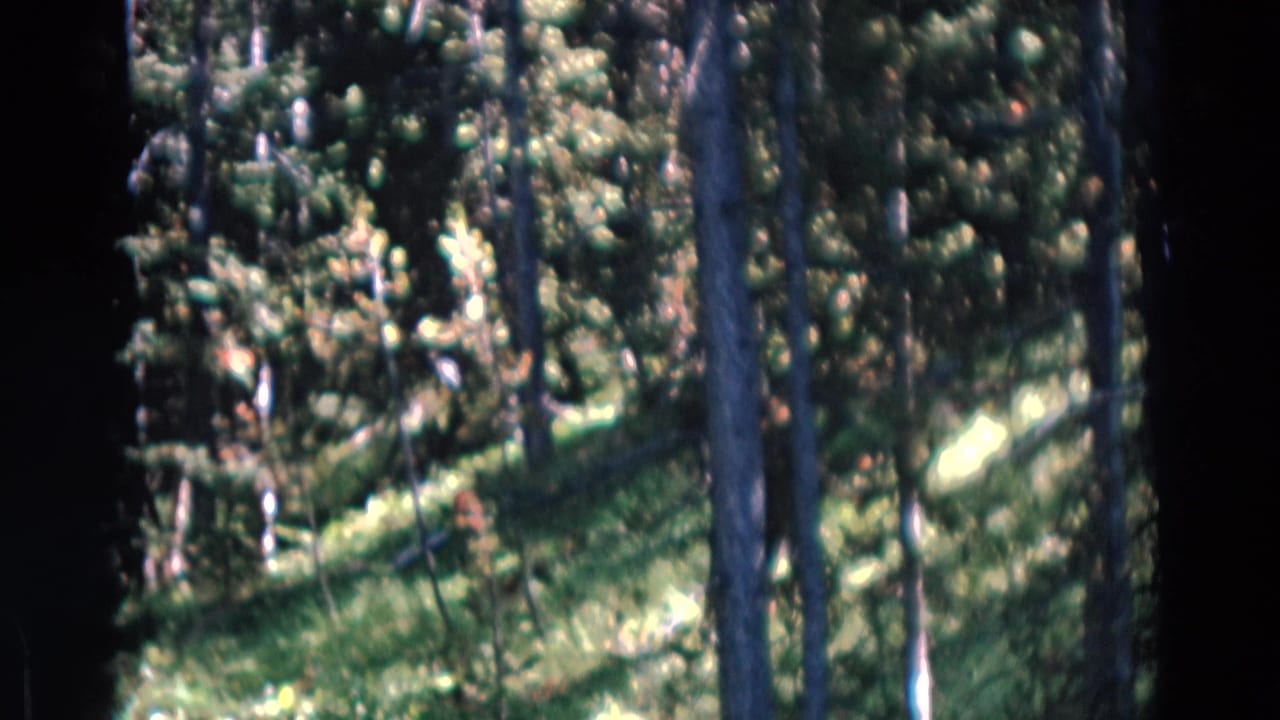 Sunlit pine trees on a grassy slope with dark 8mm film borders.
