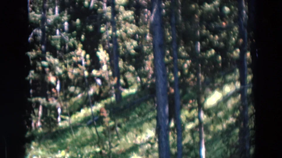 1967 Yellowstone home-movie frame showing tall pine trees and dappled light on a green forest slope.