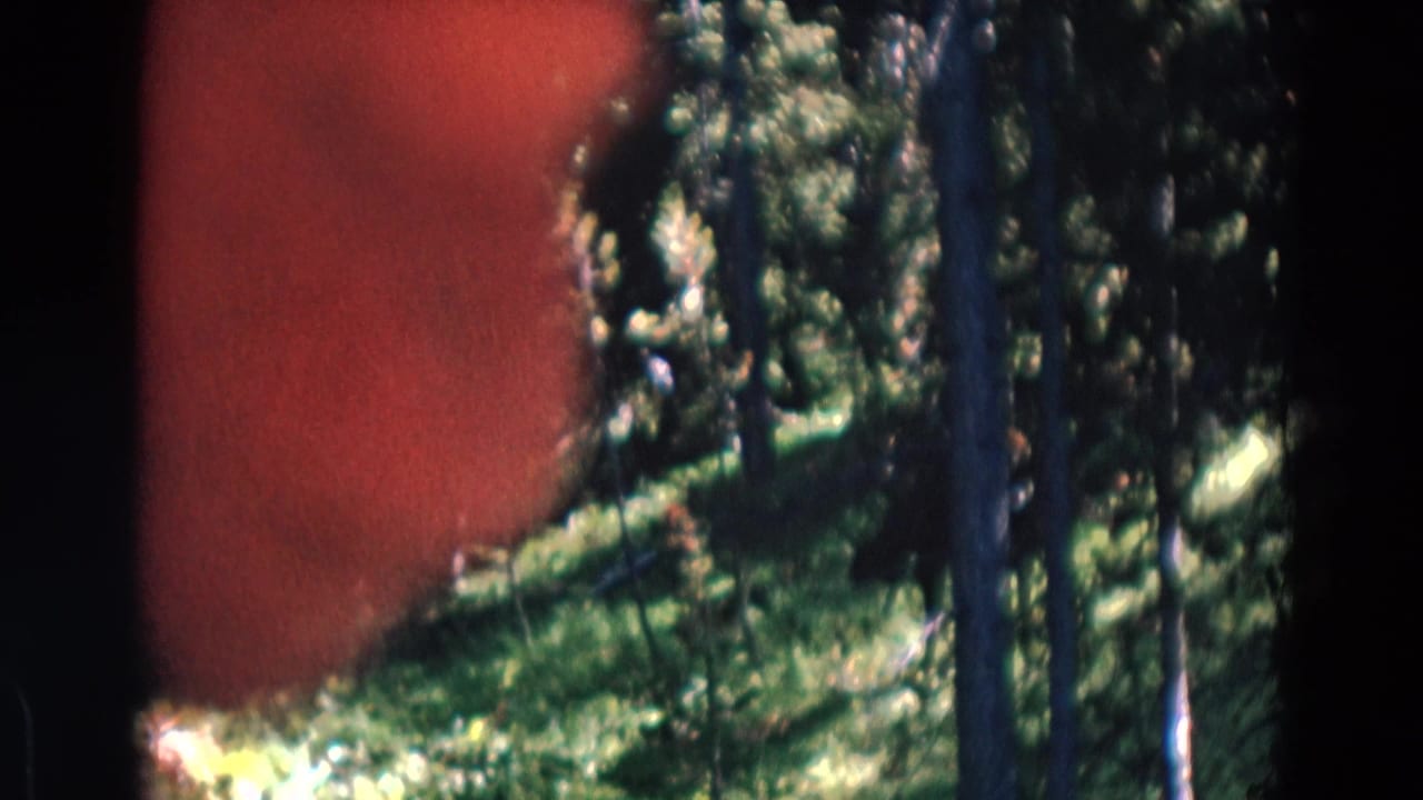 1967 Yellowstone forest view with pine trees, green hillside, dark gate edge, and a red film or exposure flare.