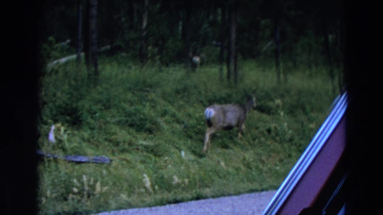 Deer grazing in tall grass near trees beside a roadside edge.