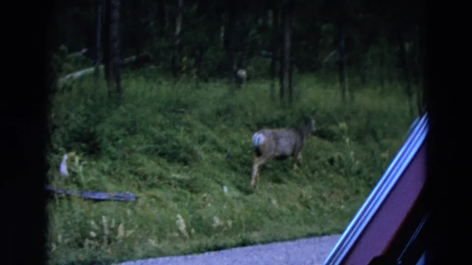 1967 Yellowstone home-movie frame showing a deer grazing in green grass near forest trees and a road edge.