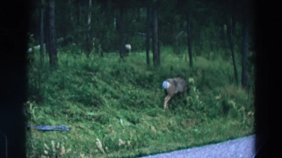 1967 Yellowstone frame with a deer in a grassy clearing, backed by dark tree trunks and dense vegetation.