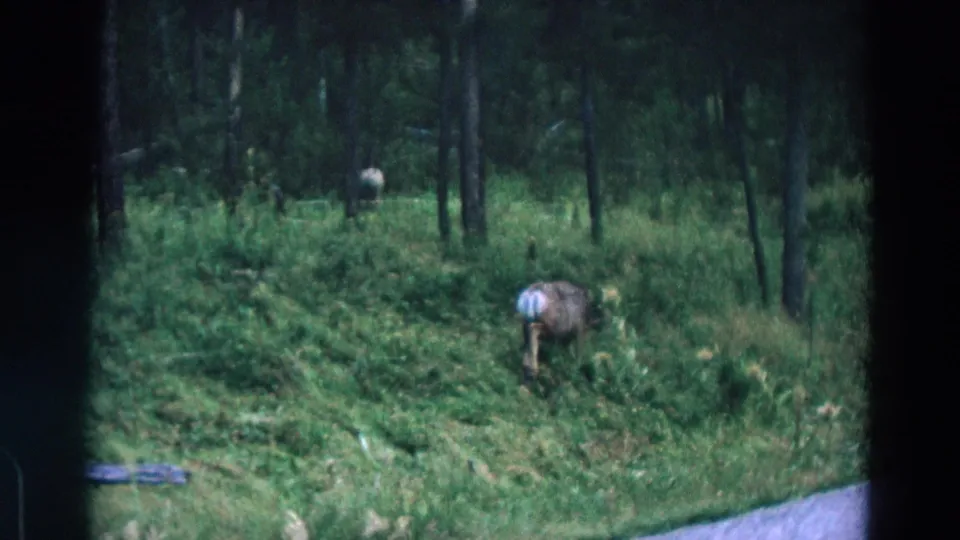 1967 Yellowstone 8mm frame showing a deer grazing near a road shoulder and wooded grassland.