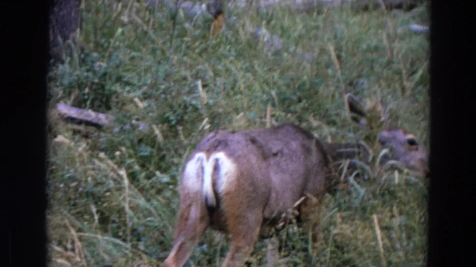 Close 1967 Yellowstone home-movie frame of a deer grazing in tall grass, with its white tail visible.