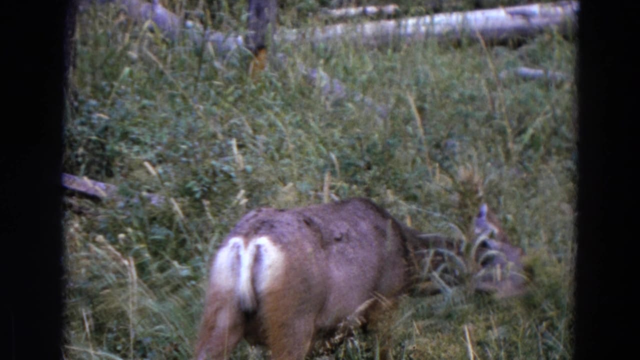 Deer seen from behind grazing in tall grass beside brush and fallen logs.