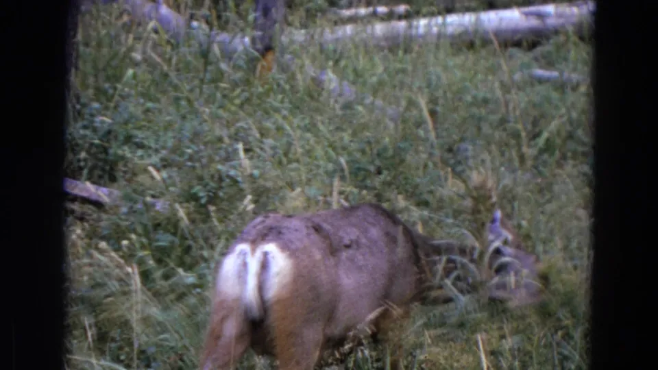 1967 Yellowstone home-movie frame showing a deer from behind in dense green grass, with its pale tail patch visible near brush and fallen logs.