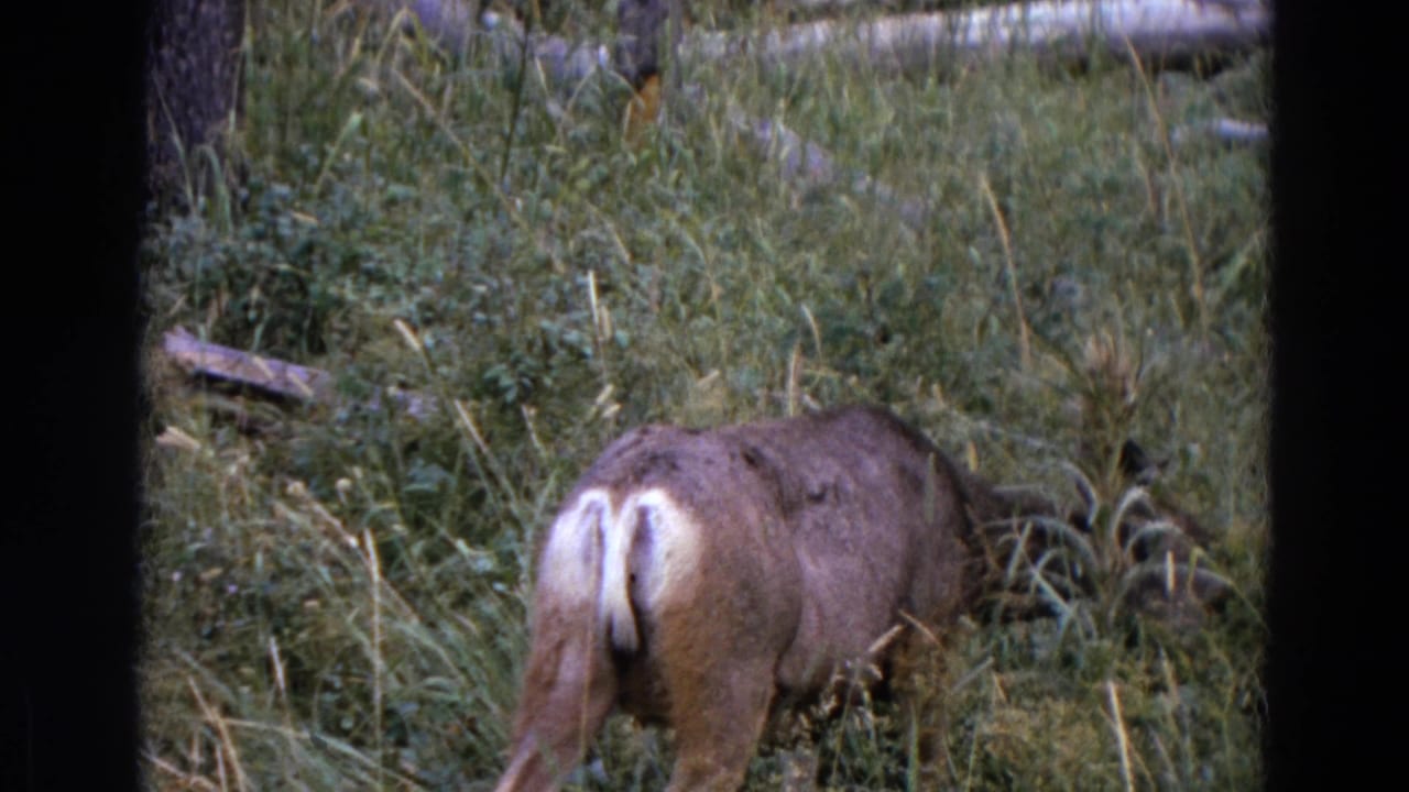 Deer grazing in a grassy meadow with brush, fallen wood, and dark film borders.