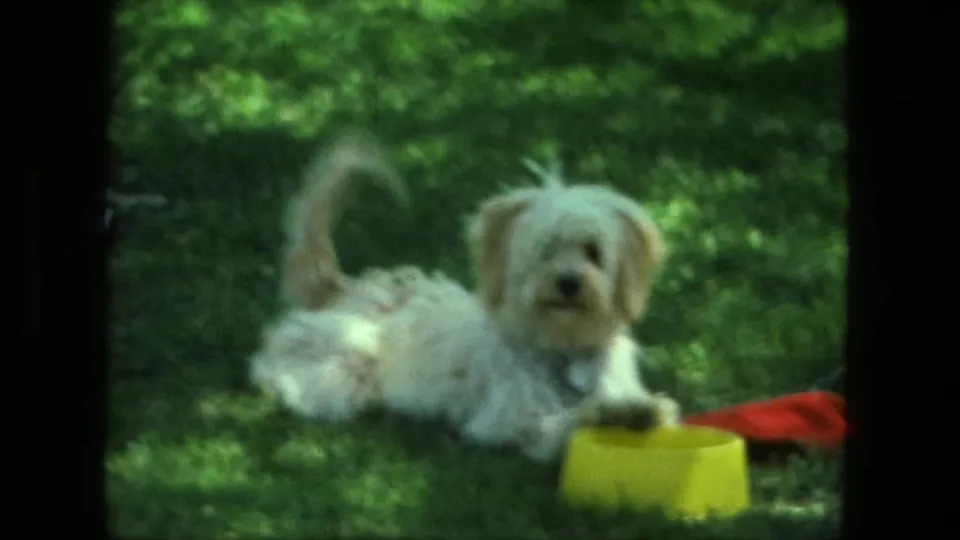 1976 Fort Wayne 8mm close view of a small white dog resting on the backyard grass near a yellow bowl and red object.
