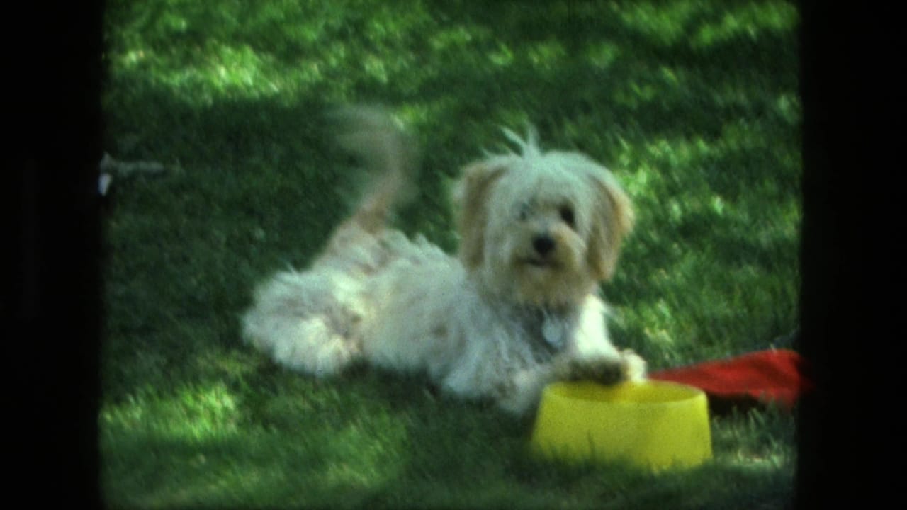 Fluffy white puppy lying on grass beside a yellow bowl and red cloth.
