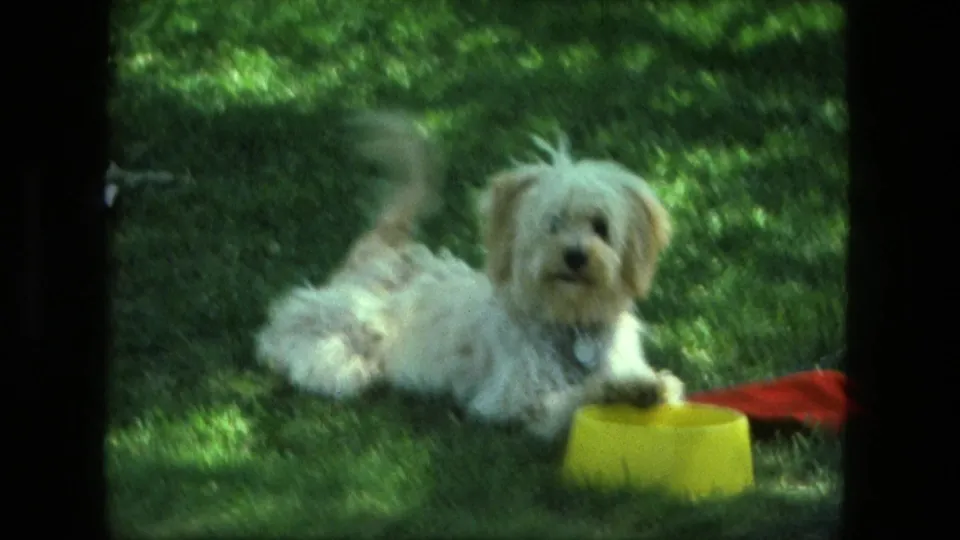 Fluffy white puppy rests on a Fort Wayne lawn in 1976 beside a yellow bowl and red cloth in dappled shade.