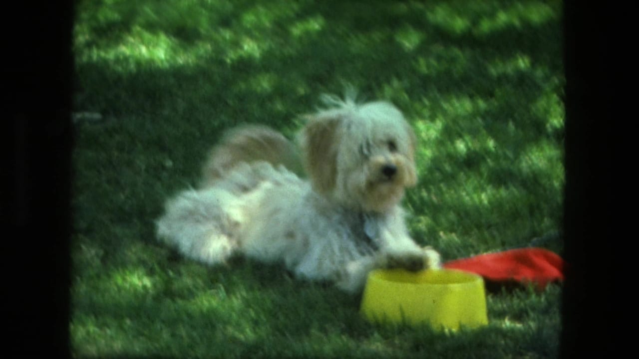 White puppy lies in a shaded Fort Wayne backyard scene, facing the camera with a yellow bowl and red cloth nearby.