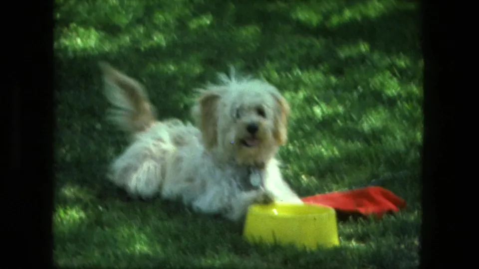 White puppy rests in dappled backyard light, tail raised, with a yellow bowl and red cloth visible on the grass.