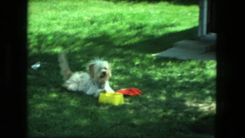 Wider 1976 Fort Wayne backyard view shows the small white puppy on grass near a yellow bowl, red cloth, and partial yard structure.