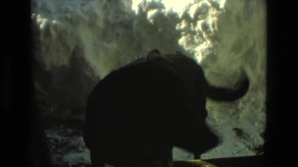 A black dog stands in silhouette beside a tall snow pile in Drexel Hill winter footage from 1978.