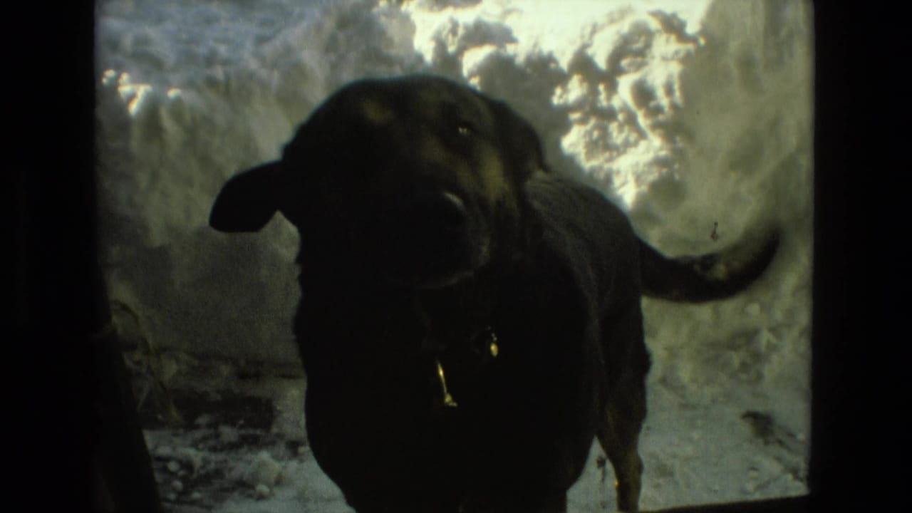 Black dog standing in snow near a doorway, silhouetted against bright snowbanks.