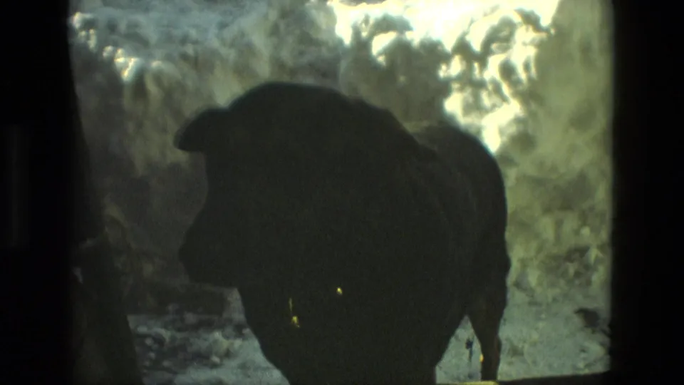 The black dog appears close to the camera in a snowy Drexel Hill yard, with bright snow behind its dark silhouette.