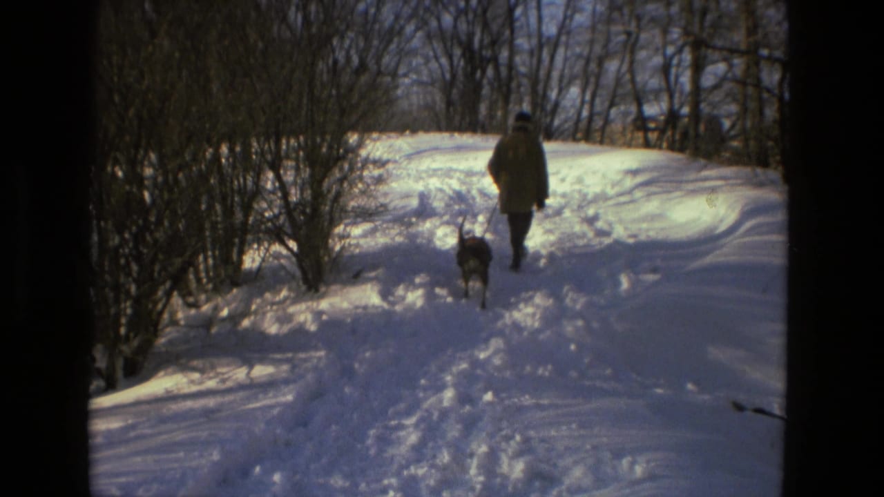 Adult and dark dog walking farther along a snowy path between bare trees.