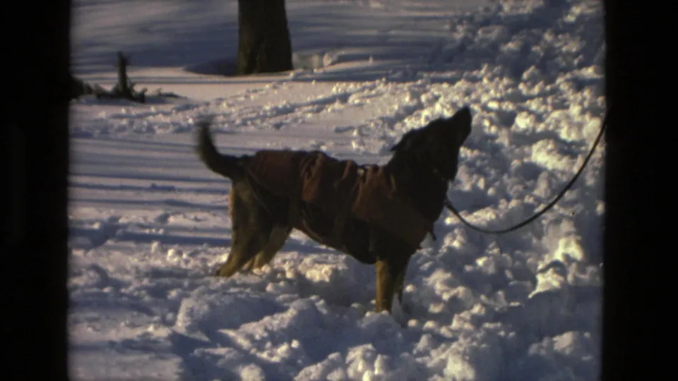 A closer 8mm frame shows the leashed dog in a brown sweater standing in deep snow at the edge of a park path.