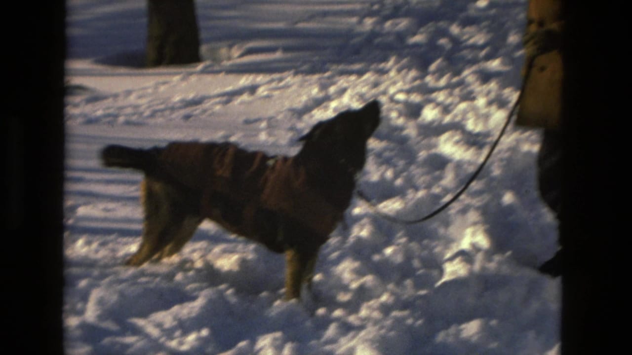 Dog in a coat moves through deep snow beside a partially visible person holding a leash.
