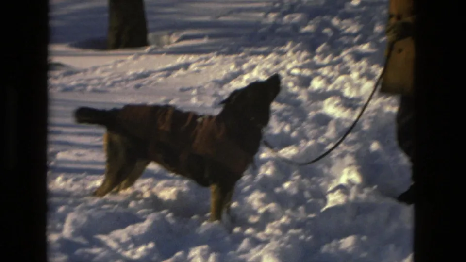 In Drexel Hill, Pennsylvania, a leashed dog wearing a winter coat moves through deep snow beside a bundled adult in 1978 home-movie footage.