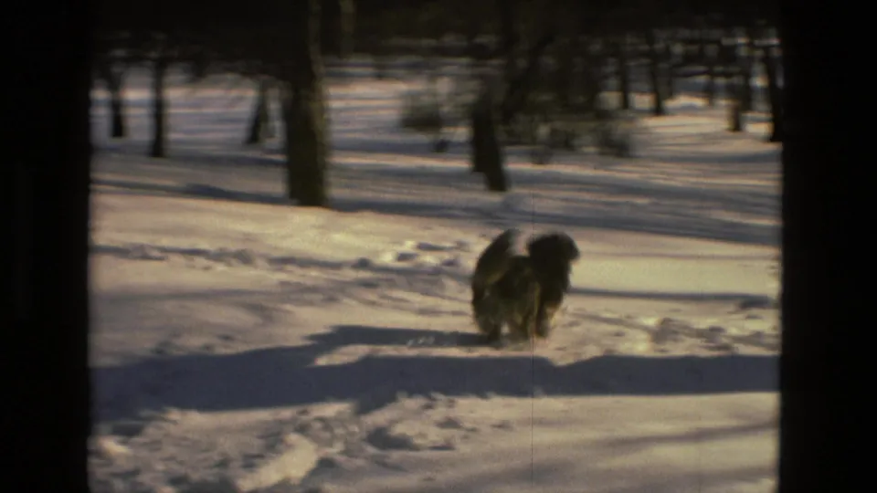 A dark dog moves through the snowy wooded area in Drexel Hill, with soft 8mm grain and winter shadows visible.
