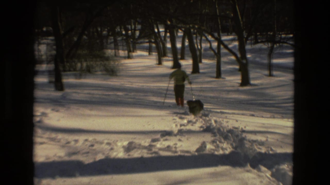 A skier moves through snow in a wooded area while a dark dog stands near fresh tracks.