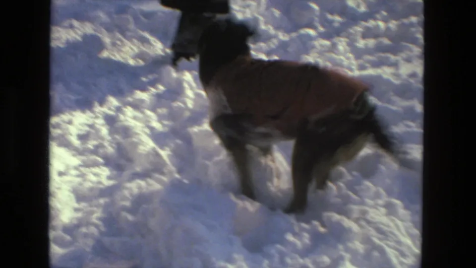 Close 1978 Drexel Hill home-movie frame of a small dog in a coat pushing through bright snow.