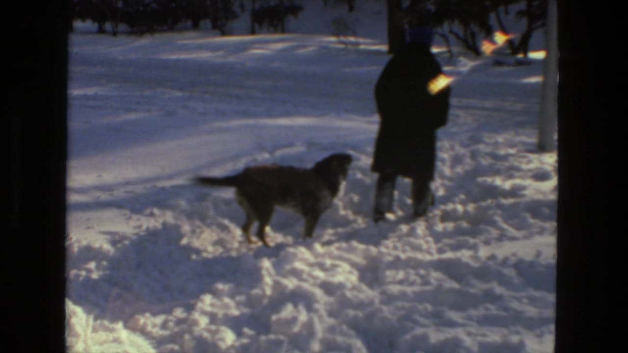 A dog in a brown coat pauses in deep snow near a distant bundled person in Drexel Hill, Pennsylvania, 1978.