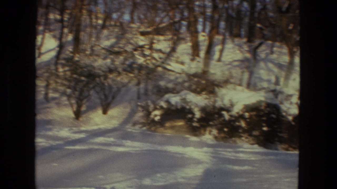 Snow-covered yard and bare trees with winter sunlight across the ground.