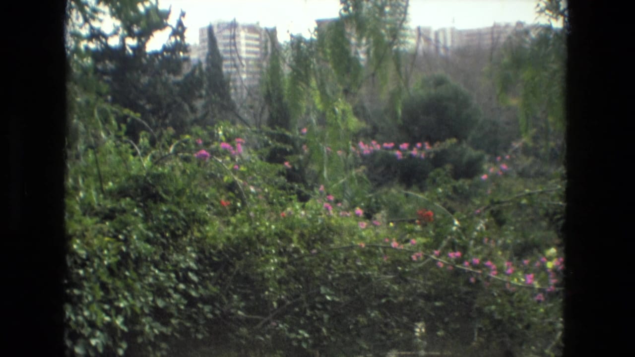 1978 Granada home-movie frame showing dense greenery, pink flowers, trees, and distant buildings beyond the garden.