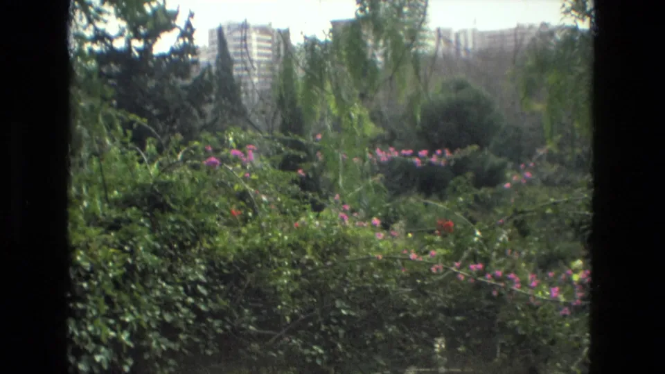 1978 Granada home-movie frame showing dense greenery, pink flowers, trees, and distant buildings beyond the garden.