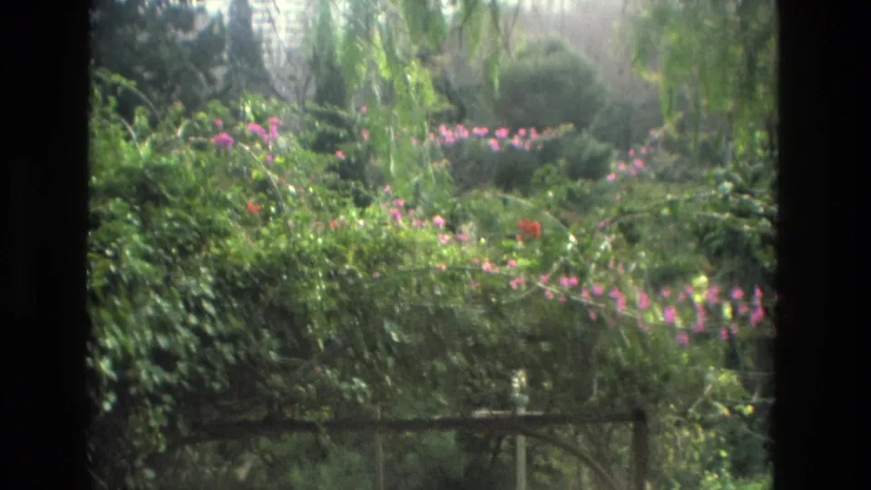 1978 Granada garden view with dense plants, pink blossoms, and a dark arbor or railing across the lower frame.