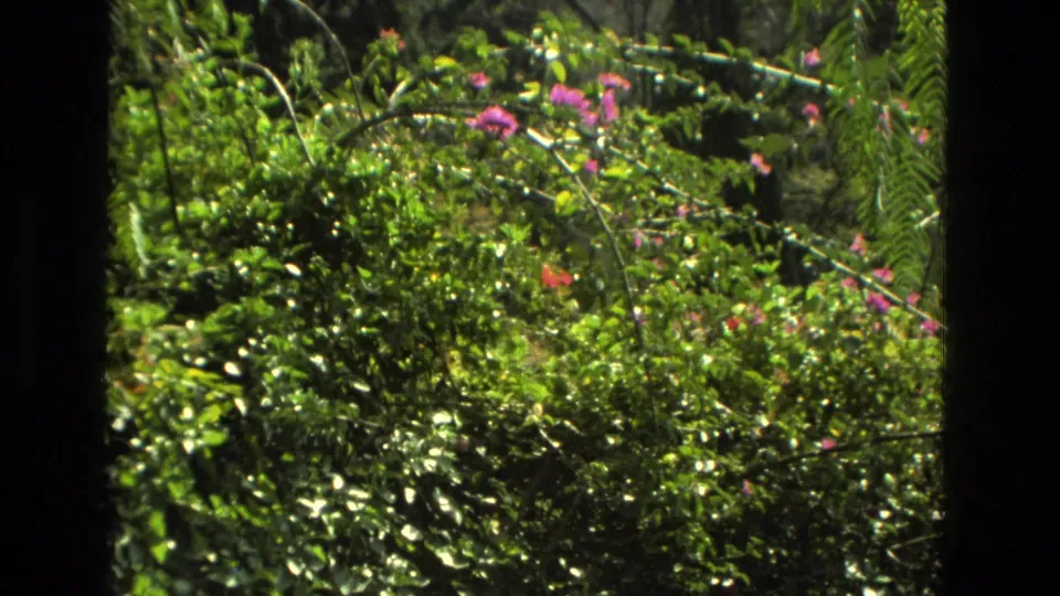 Sunlit Granada garden foliage fills the 8mm frame, with pink flowering vines, ferns, and layered green leaves.