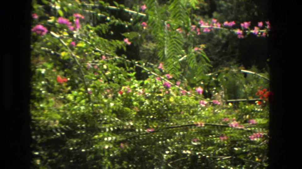 A handheld 1978 Granada garden shot lingers on flowering vines, ferns, and dense greenery with warm 8mm color.