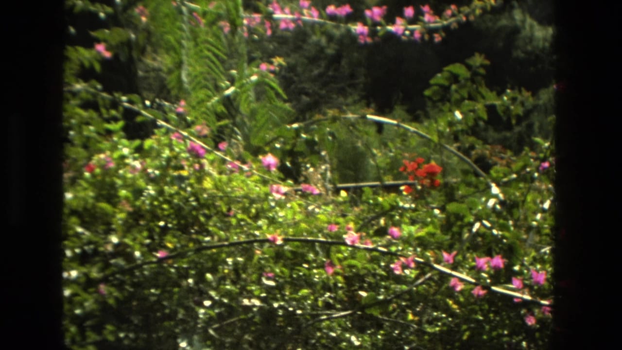 1978 Granada 8mm frame showing dense green foliage, pink blossoms, and red flowers in bright sunlight, partly bordered by dark vertical edges.
