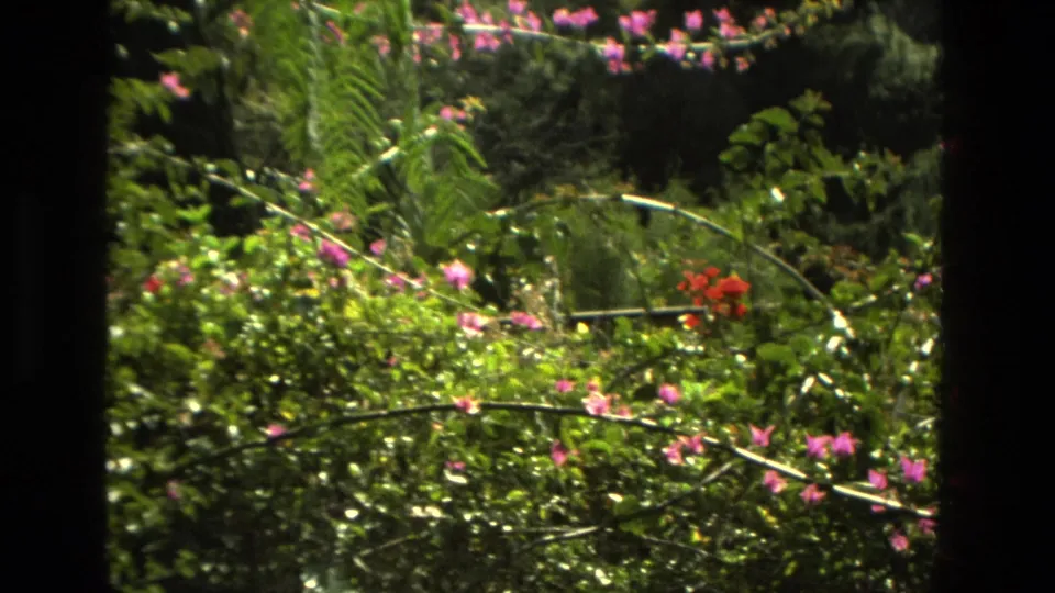 1978 Granada 8mm frame showing dense green foliage, pink blossoms, and red flowers in bright sunlight, partly bordered by dark vertical edges.