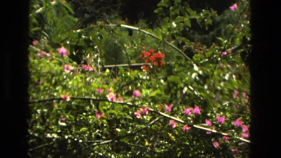 1978 Granada home-movie frame with lush foliage, scattered pink blossoms, red blooms, and curved garden supports in soft daylight.