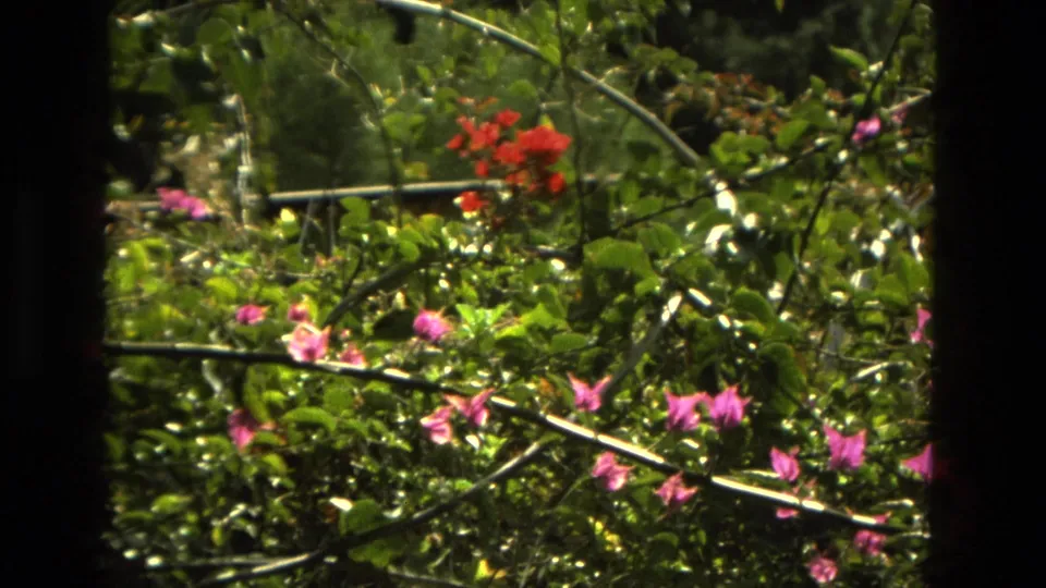 1978 Granada 8mm still showing a closer garden view with glossy leaves, pink blossoms, red flowers, and dark border areas.