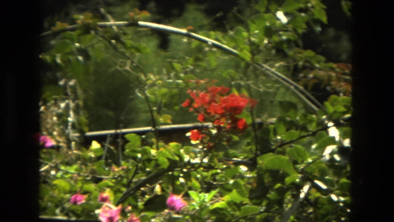 Pink and red flowers among green foliage in bright sunlight.