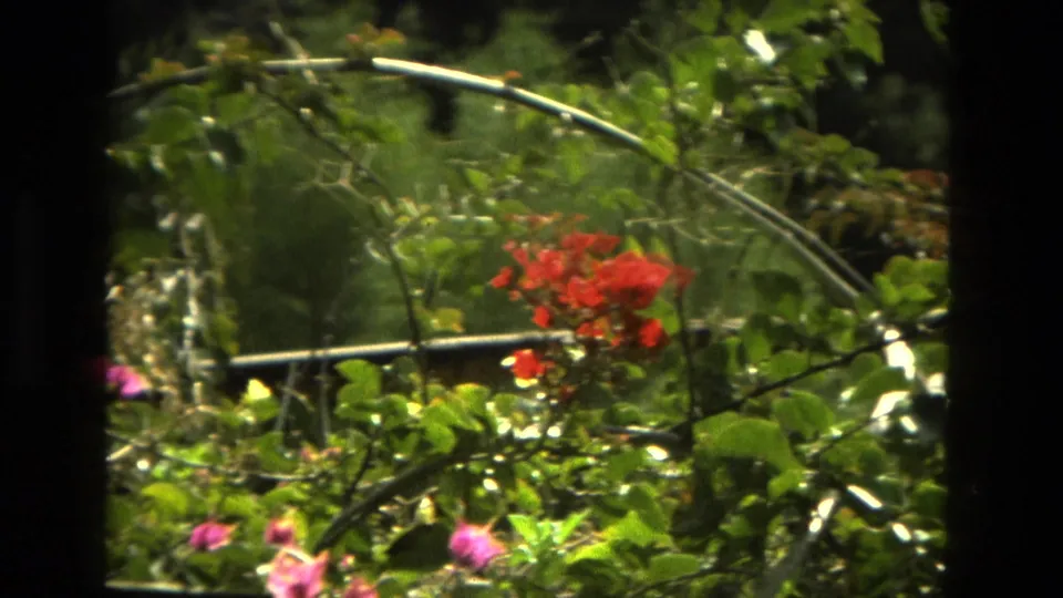 1978 Granada home-movie frame showing pink and red garden flowers among dense green leaves and thin supports.