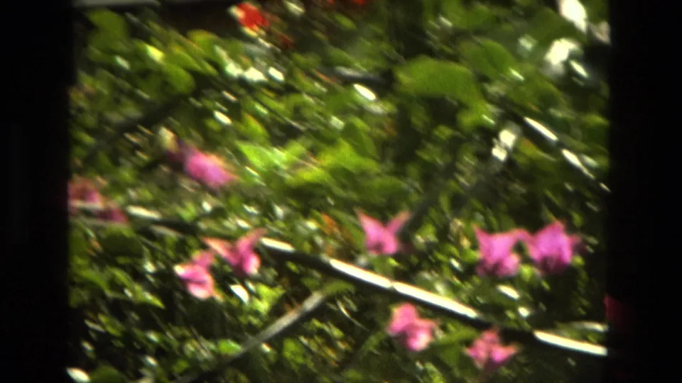 1978 Granada garden view with pink bougainvillea-like blooms, green foliage, and a pale support crossing the frame.